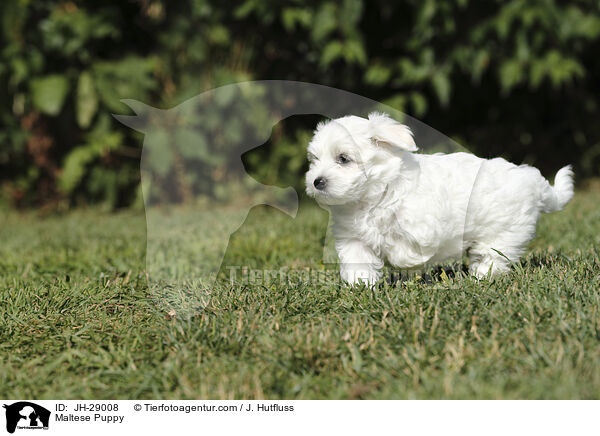 Malteser Welpe / Maltese Puppy / JH-29008