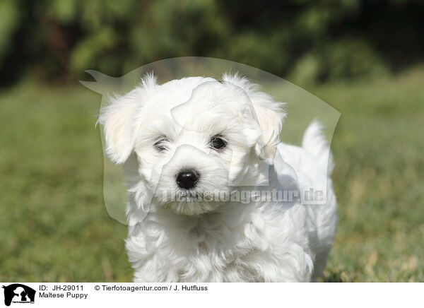 Malteser Welpe / Maltese Puppy / JH-29011