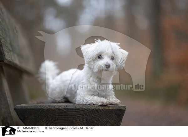 Malteser im Herbst / Maltese in autumn / MAH-03650