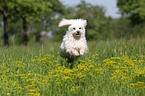 running Maltese