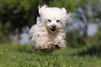 jumping Maltese