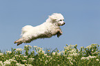 jumping Maltese