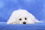 lying Maltese