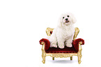 sitting Maltese