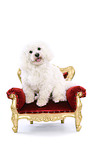 sitting Maltese