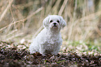 sitting Maltese