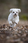 running Maltese