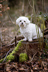 sitting Maltese