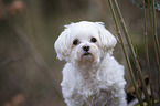 Maltese Portrait