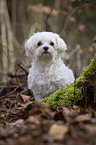 sitting Maltese