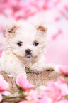 Maltese Puppy