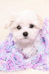 Maltese Puppy