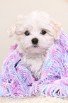 Maltese Puppy