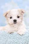 Maltese Puppy