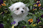 Maltese Puppy