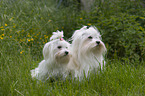 sitting Maltese