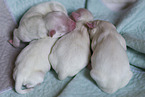 lying Maltese Puppies