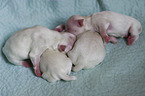 lying Maltese Puppies