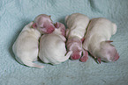 lying Maltese Puppies