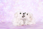 Maltese Puppies