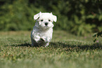 Maltese Puppy