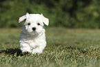 Maltese Puppy