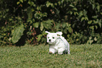 Maltese Puppy