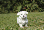 Maltese Puppy