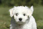 Maltese Puppy