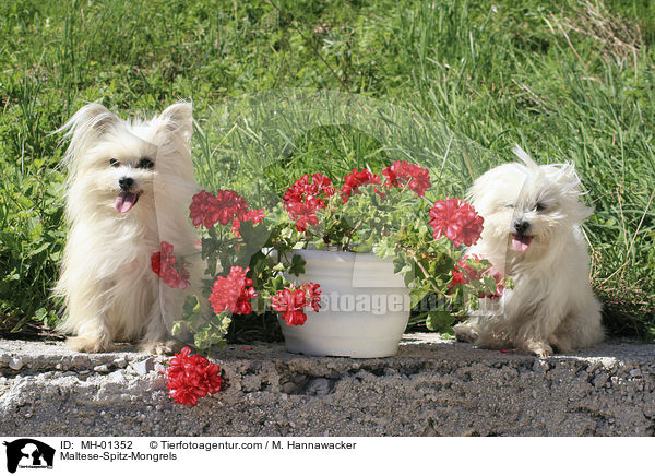 Maltese-Spitz-Mongrels / MH-01352