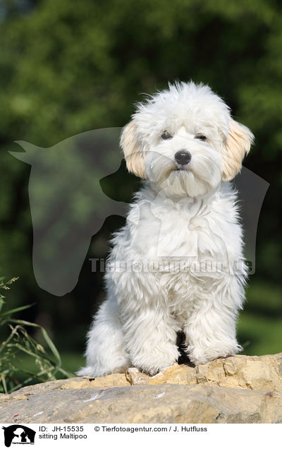 sitzender Maltipoo / sitting Maltipoo / JH-15535