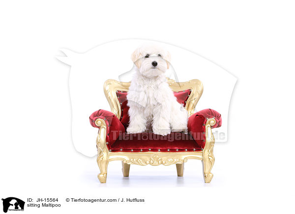 sitzender Maltipoo / sitting Maltipoo / JH-15564