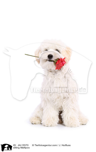 sitzender Maltipoo / JH-15570