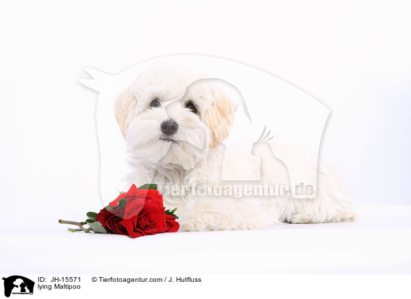 liegender Maltipoo / lying Maltipoo / JH-15571