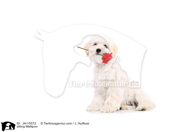 sitzender Maltipoo / sitting Maltipoo / JH-15572