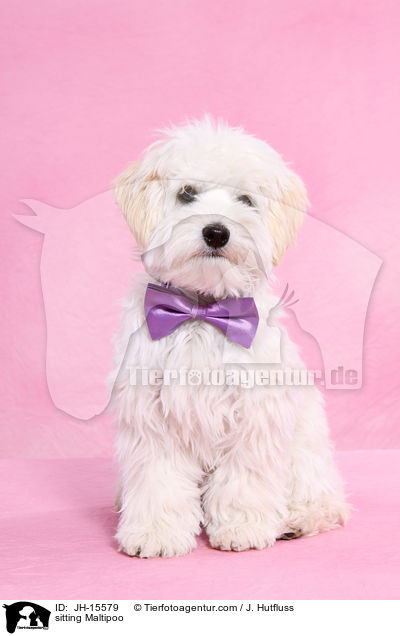 sitzender Maltipoo / sitting Maltipoo / JH-15579