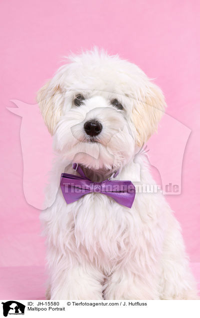 Maltipoo Portrait / Maltipoo Portrait / JH-15580