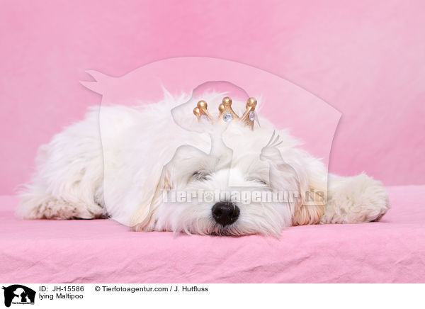 liegender Maltipoo / lying Maltipoo / JH-15586