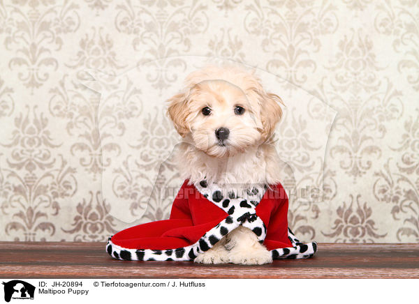 Maltipoo Welpe / Maltipoo Puppy / JH-20894