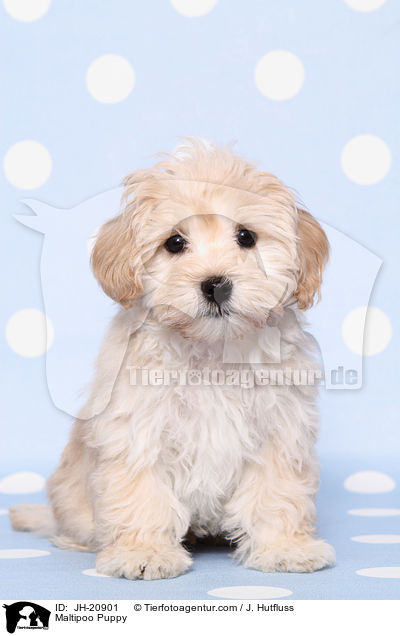 Maltipoo Welpe / Maltipoo Puppy / JH-20901