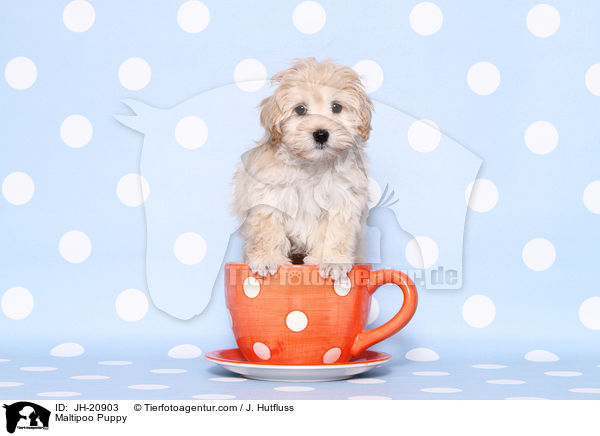 Maltipoo Welpe / Maltipoo Puppy / JH-20903