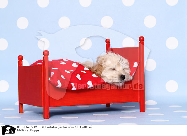 Maltipoo Welpe / Maltipoo Puppy / JH-20912