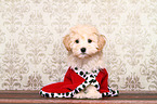 Maltipoo Puppy