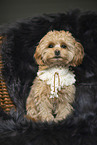 Maltipoo