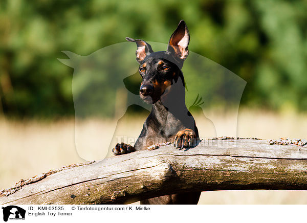 English Toy Terrier / KMI-03535