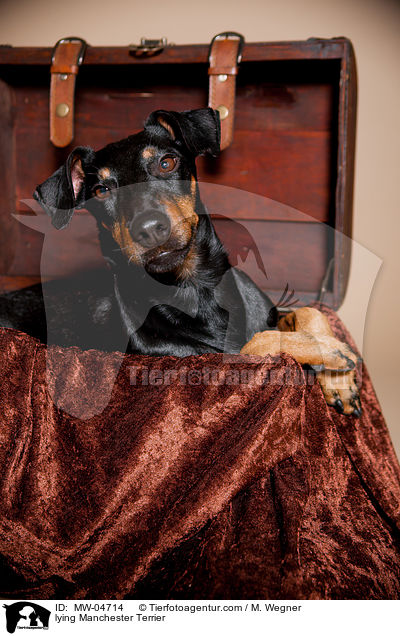 liegender Manchester Terrier / lying Manchester Terrier / MW-04714