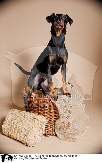 stehender Manchester Terrier / standing Manchester Terrier / MW-04719