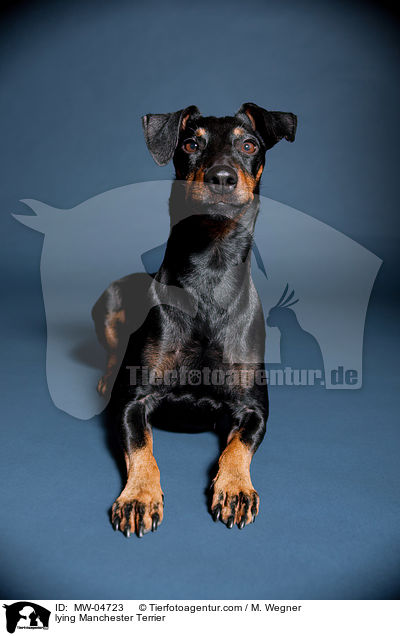 liegender Manchester Terrier / lying Manchester Terrier / MW-04723