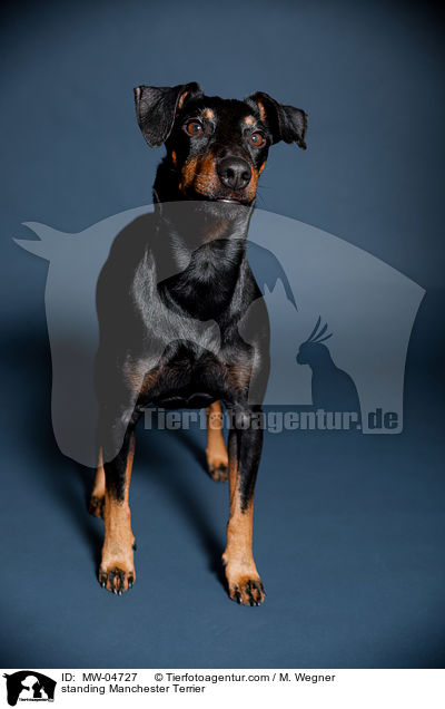 stehender Manchester Terrier / standing Manchester Terrier / MW-04727