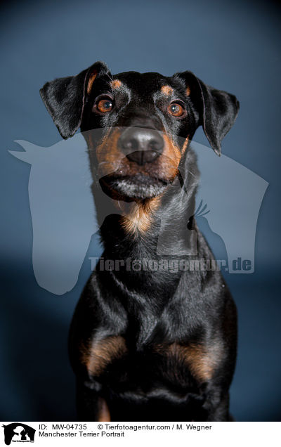 Manchester Terrier Portrait / Manchester Terrier Portrait / MW-04735